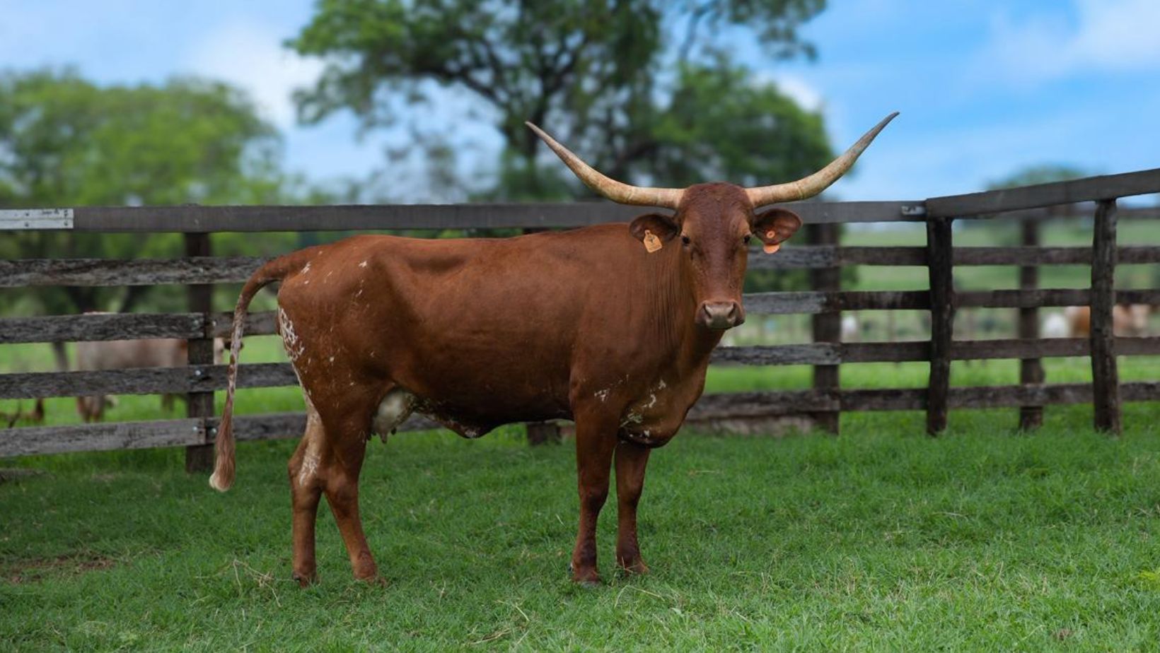 matriz LFL VENEZA - Texas LongHorn