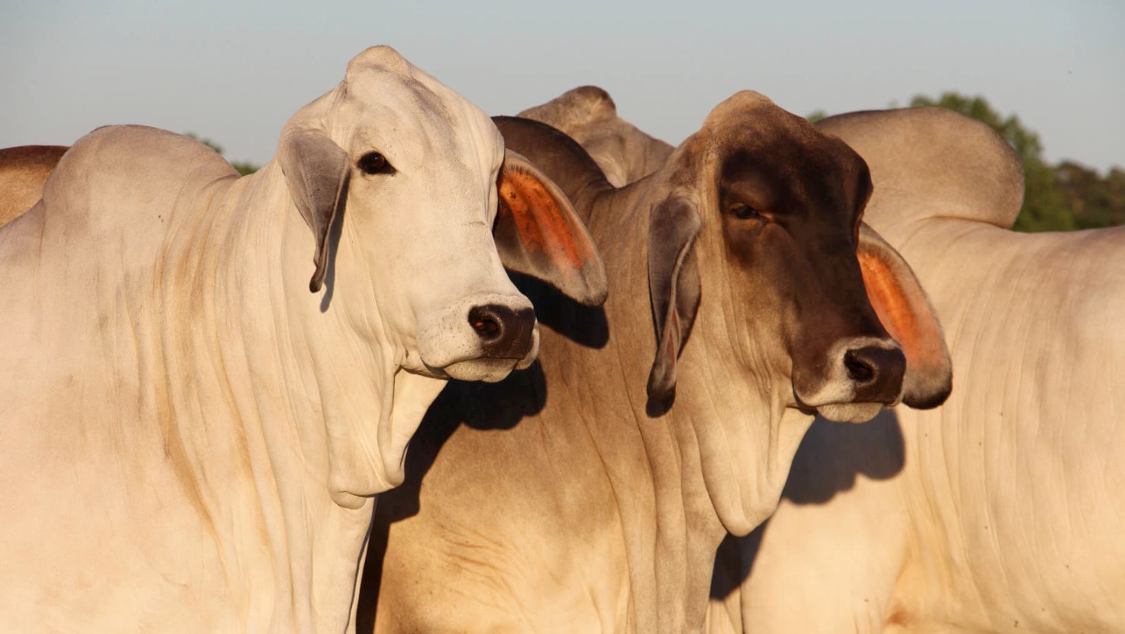 matrizes da raca brahman no Texas - EUA