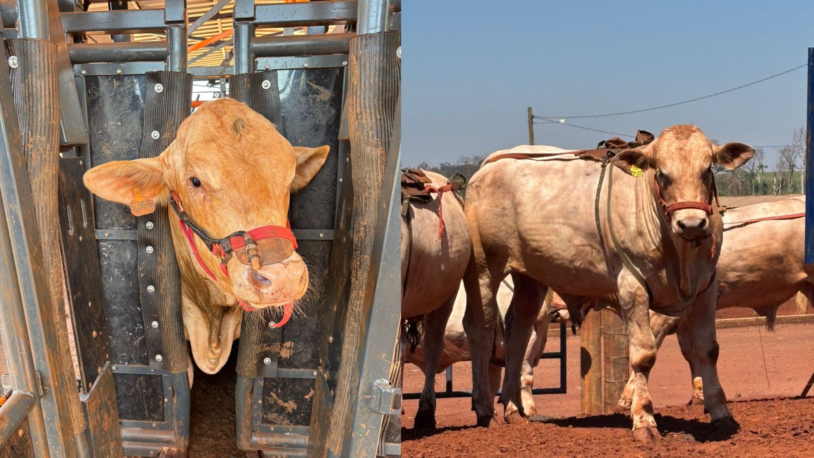 mensuracao de metano no canchim