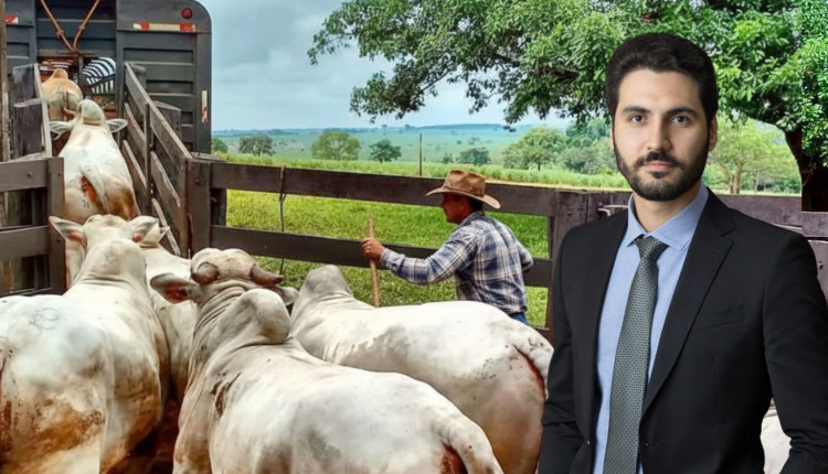 pecuarista embarcando o gado gordo no curral - advogado Luciano Faria
