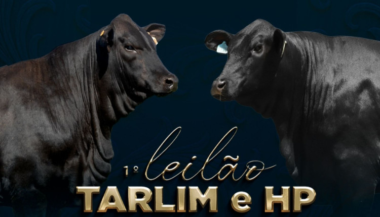 primeiro leilao tarlim e hp - genetica brangus