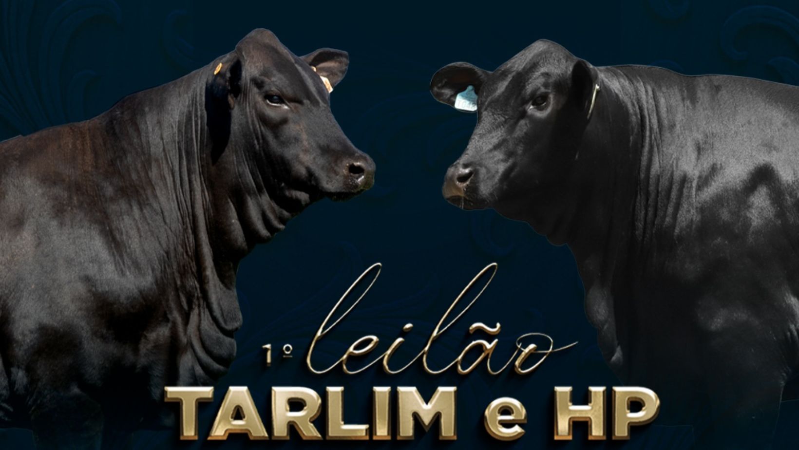 primeiro leilao tarlim e hp - genetica brangus