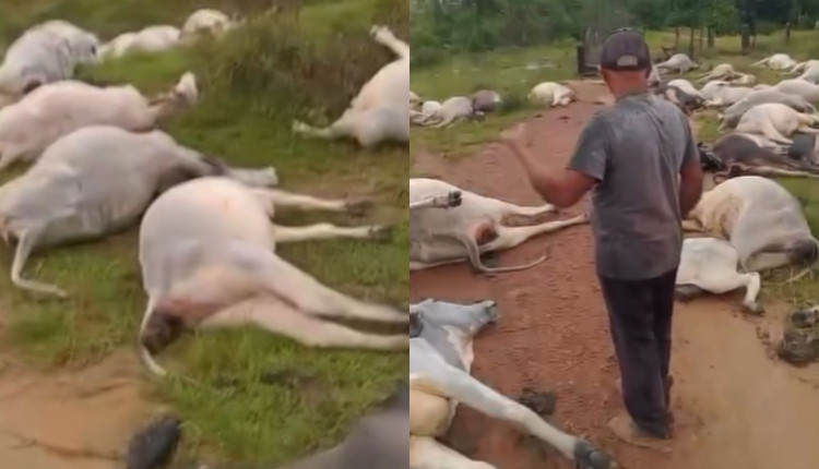 raio mata metade do rebanho