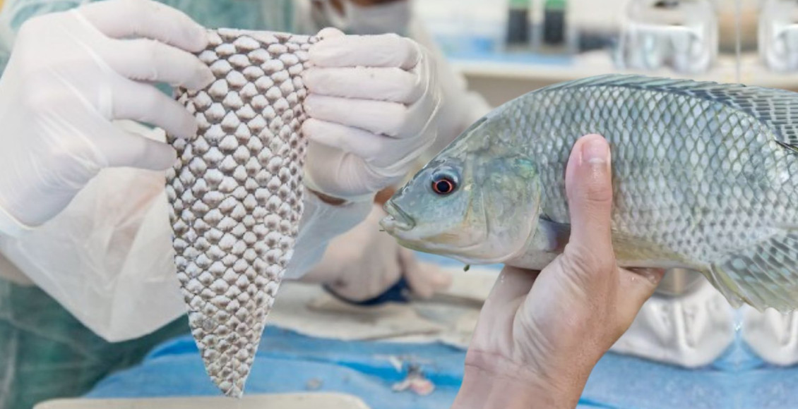 tilapia psicultura - uso na medician como curativo