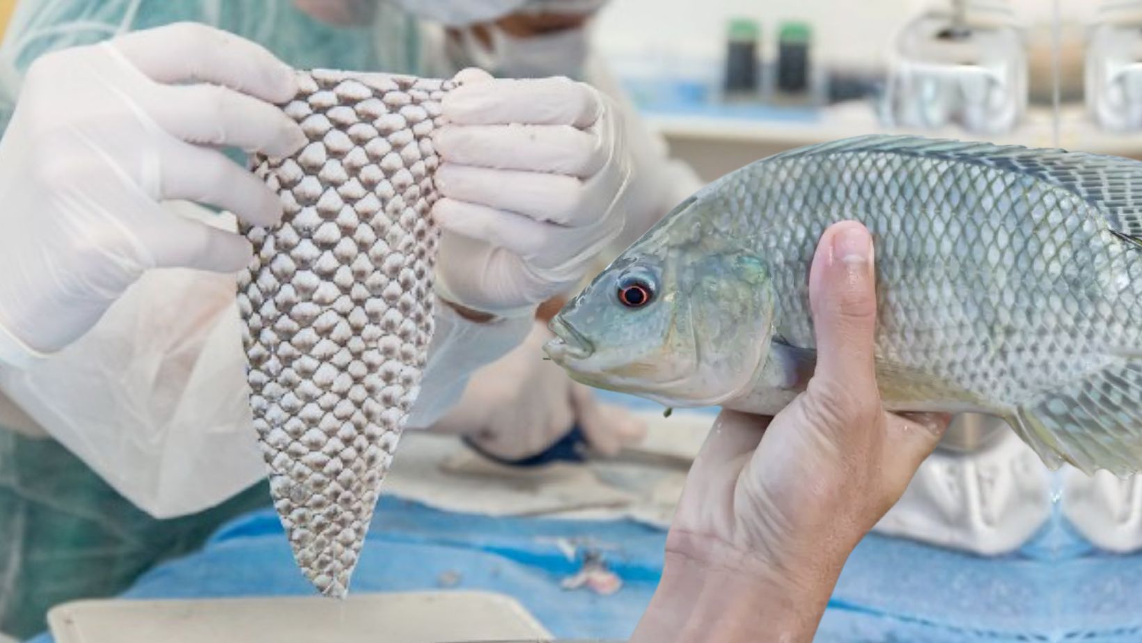 tilapia psicultura - uso na medician como curativo