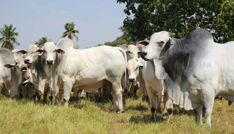 touros Nelore PO - da Nelore Cometa