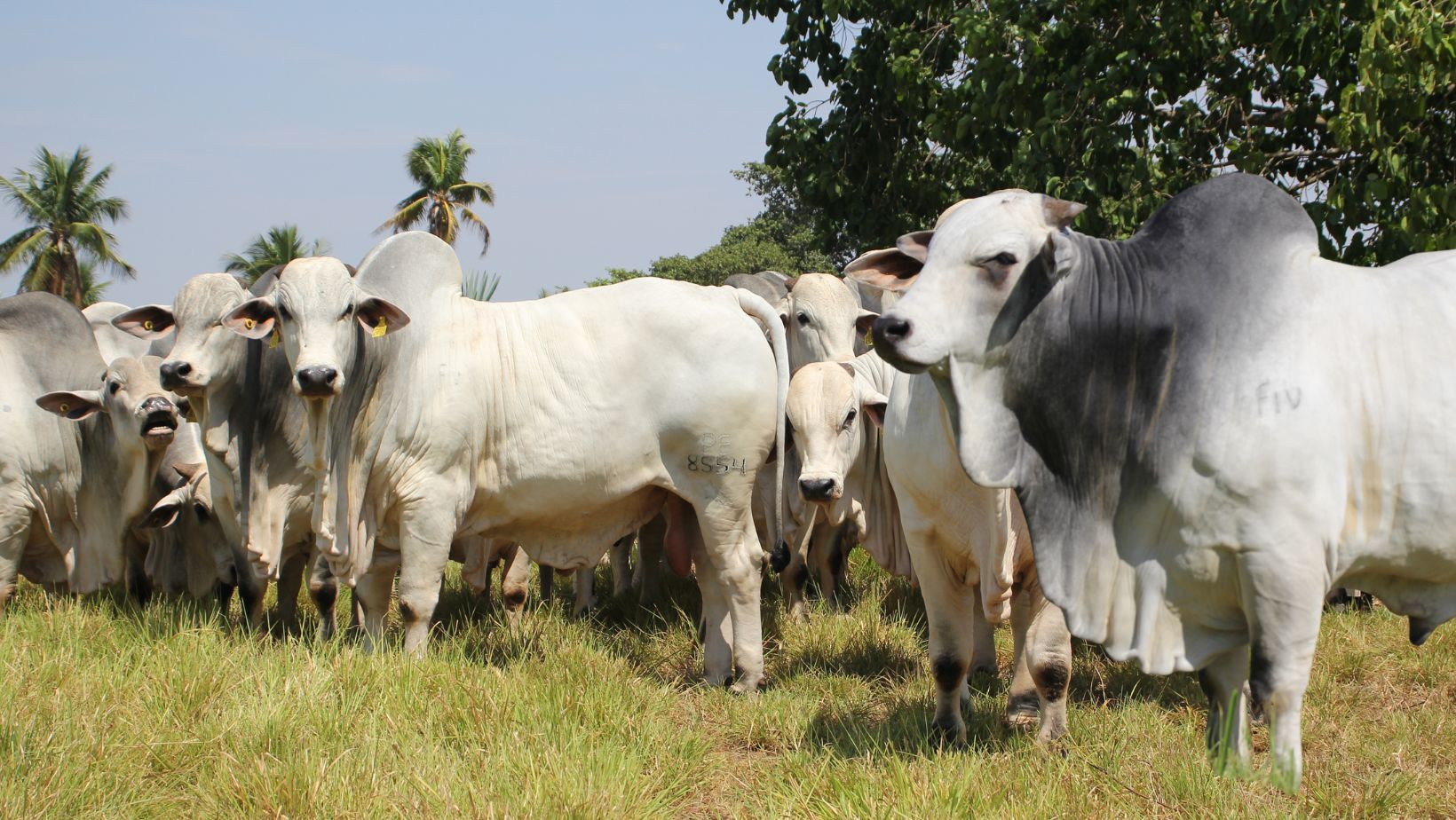 touros Nelore PO - da Nelore Cometa