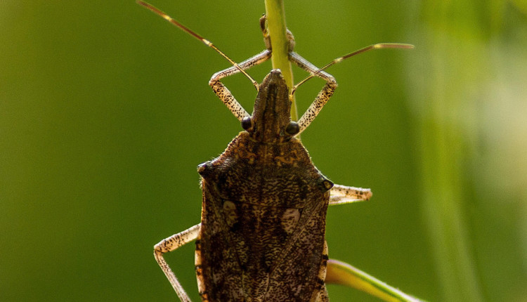 Percevejo-marrom avança antes do previsto e acende alerta para o manejo da soja