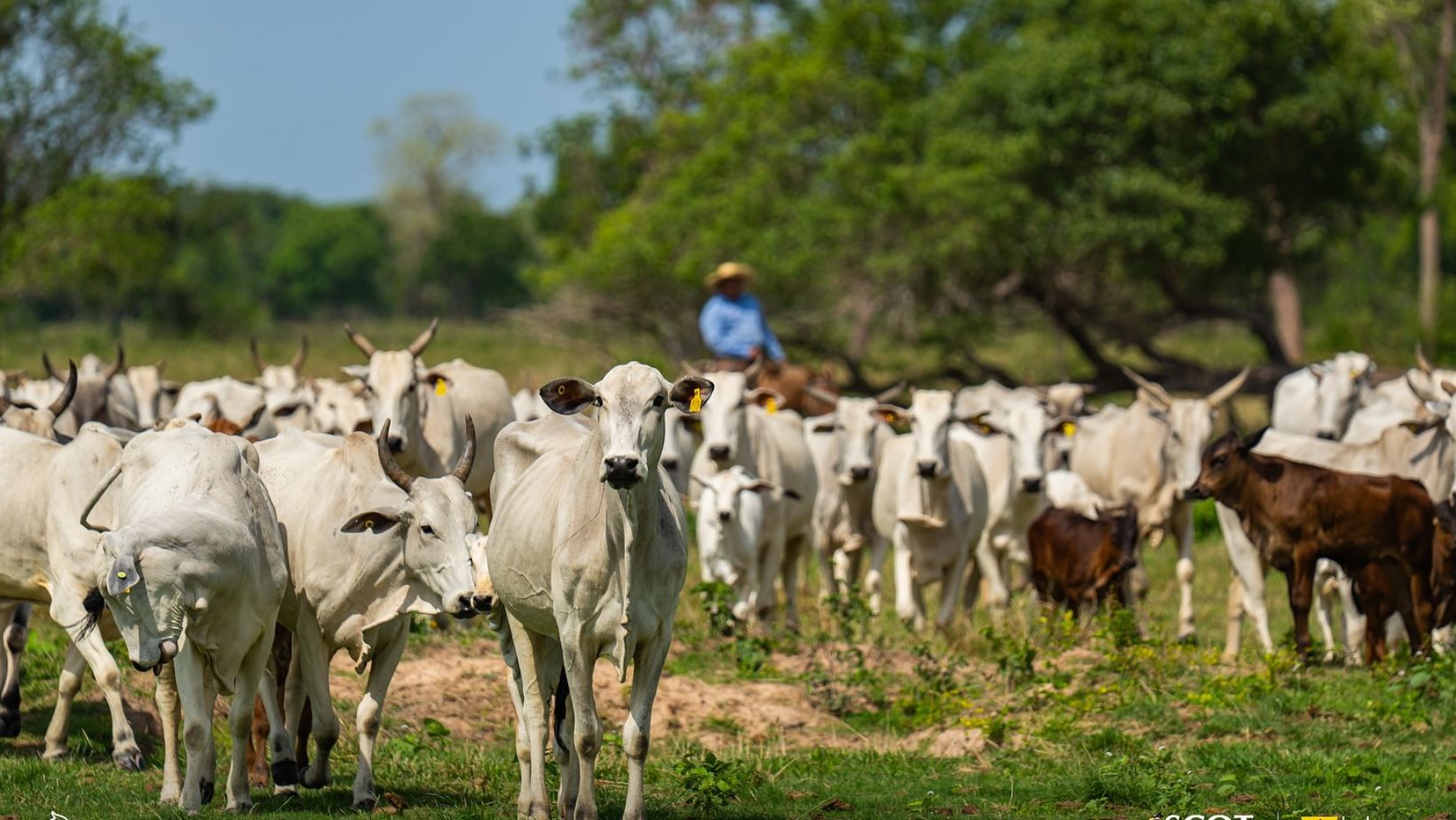 vaqueiro montado em mula no pantanal tocando vacada nelore com bezerro meio sangue nelore angus fotao vacada