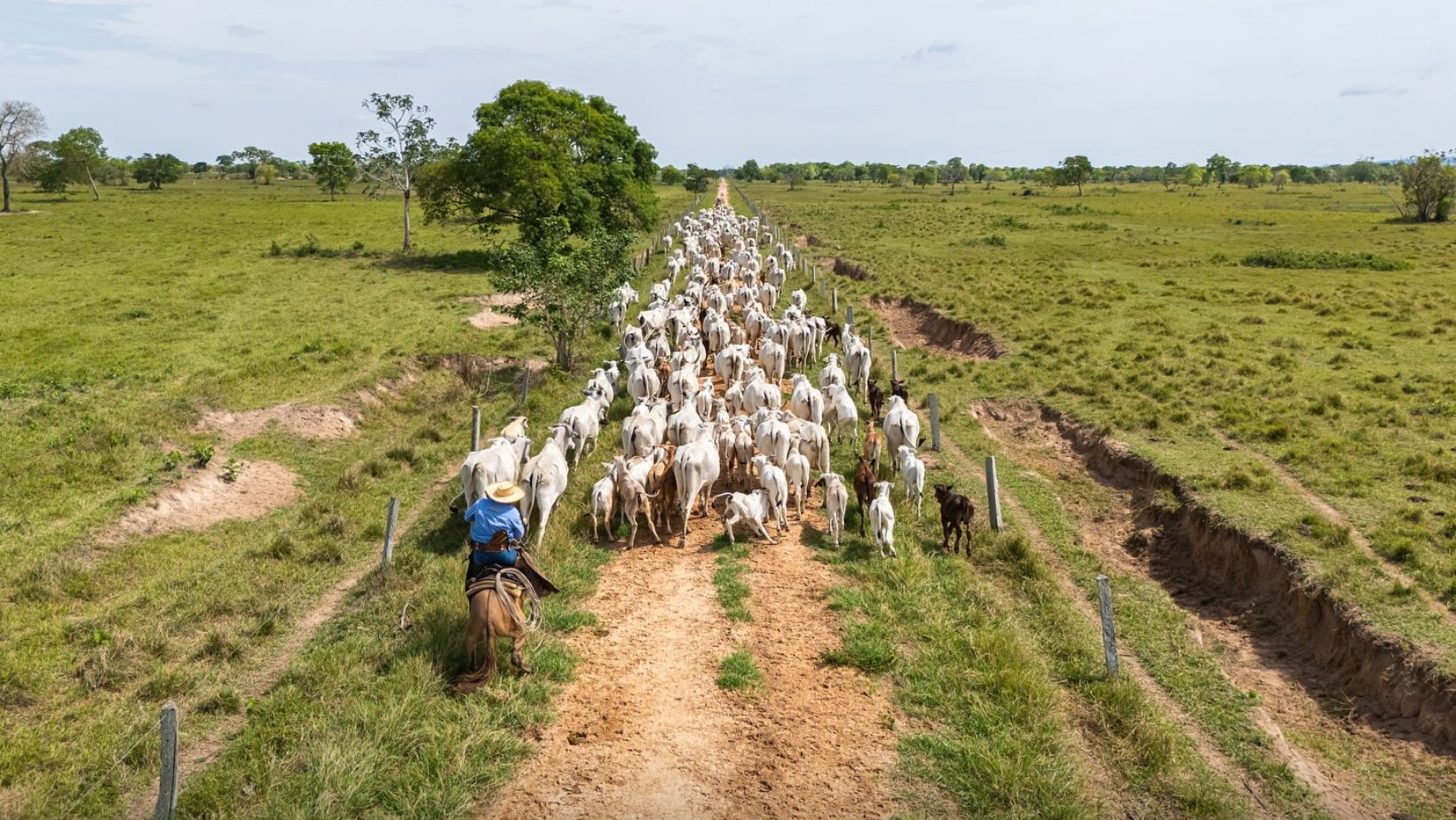 vaqueiros tocando vacada nelore no pantanal - caceres mato grosso fotao