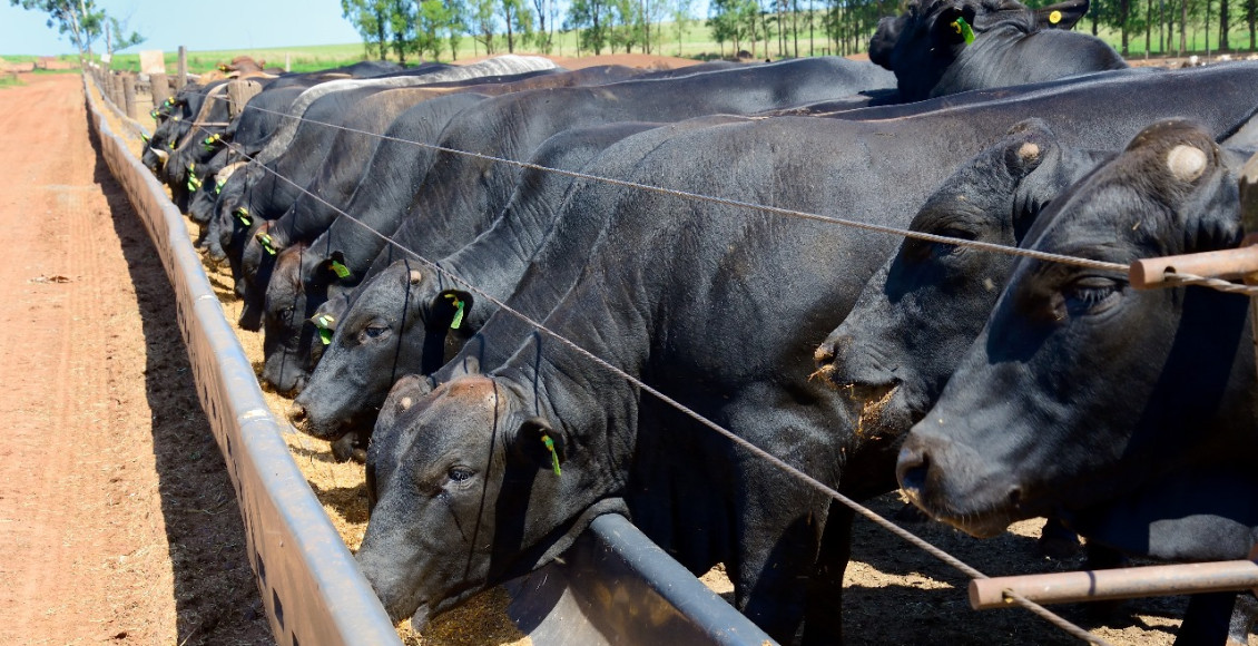 Uso responsável de medicamentos contribui para a segurança alimentar e o aumento da rentabilidade na pecuária