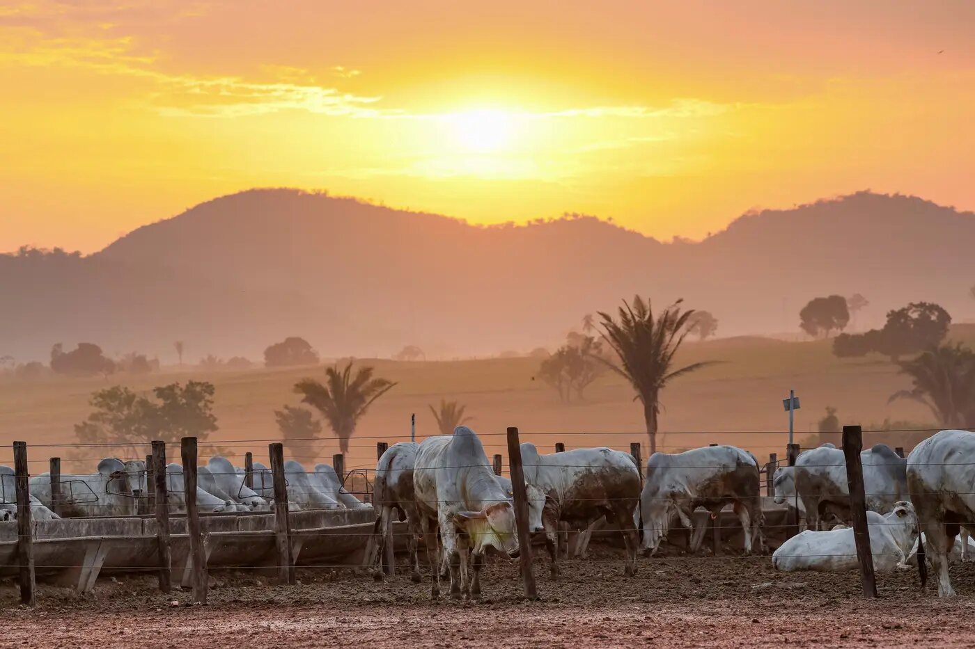 A partir de 1º de janeiro só poderão transitar no Estado bovinos e bubalinos com identificação individual e GTA em dia