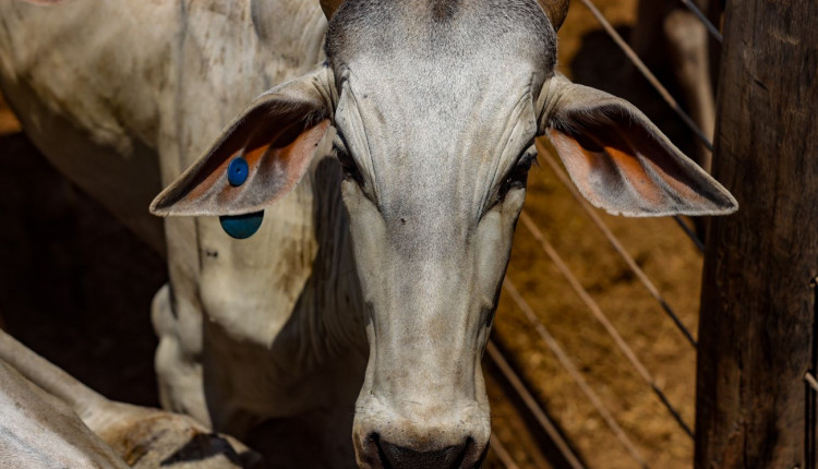 A partir de 1º de janeiro só poderão transitar no Estado bovinos e bubalinos com identificação individual e GTA em dia