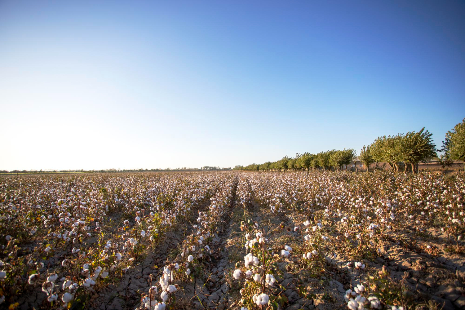 Sindiveg e entidades parceiras divulgam ofício com orientações para prevenir deriva na aplicação de herbicidas hormonais