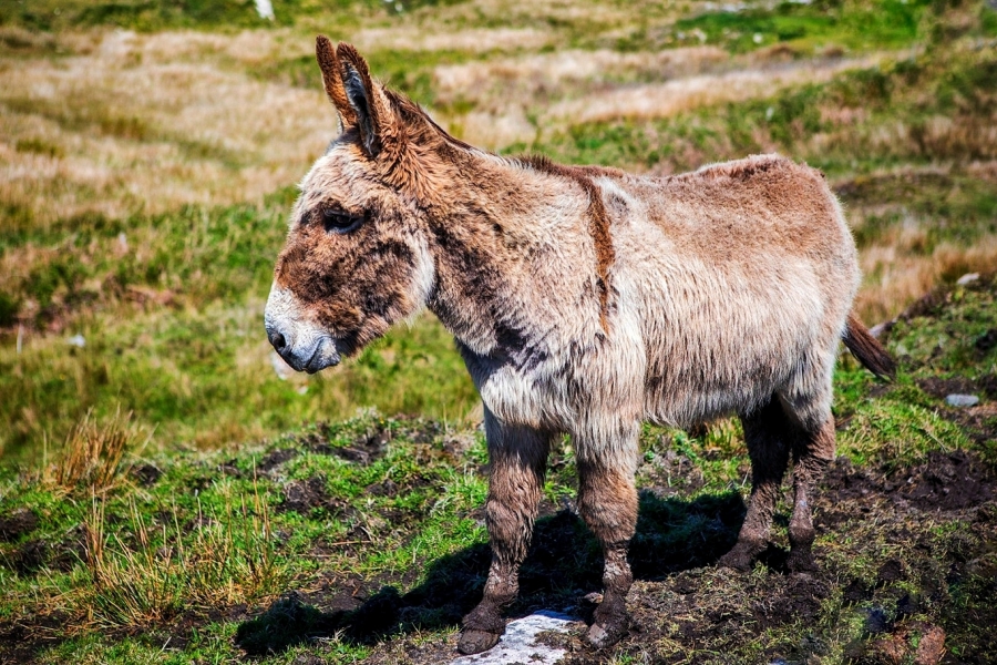 De gigantes de pelos longos a símbolos culturais ameaçados de extinção, conheça raças de burros e jumentos que marcaram a história, a economia rural e os esforços modernos de conservação ao redor do mundo