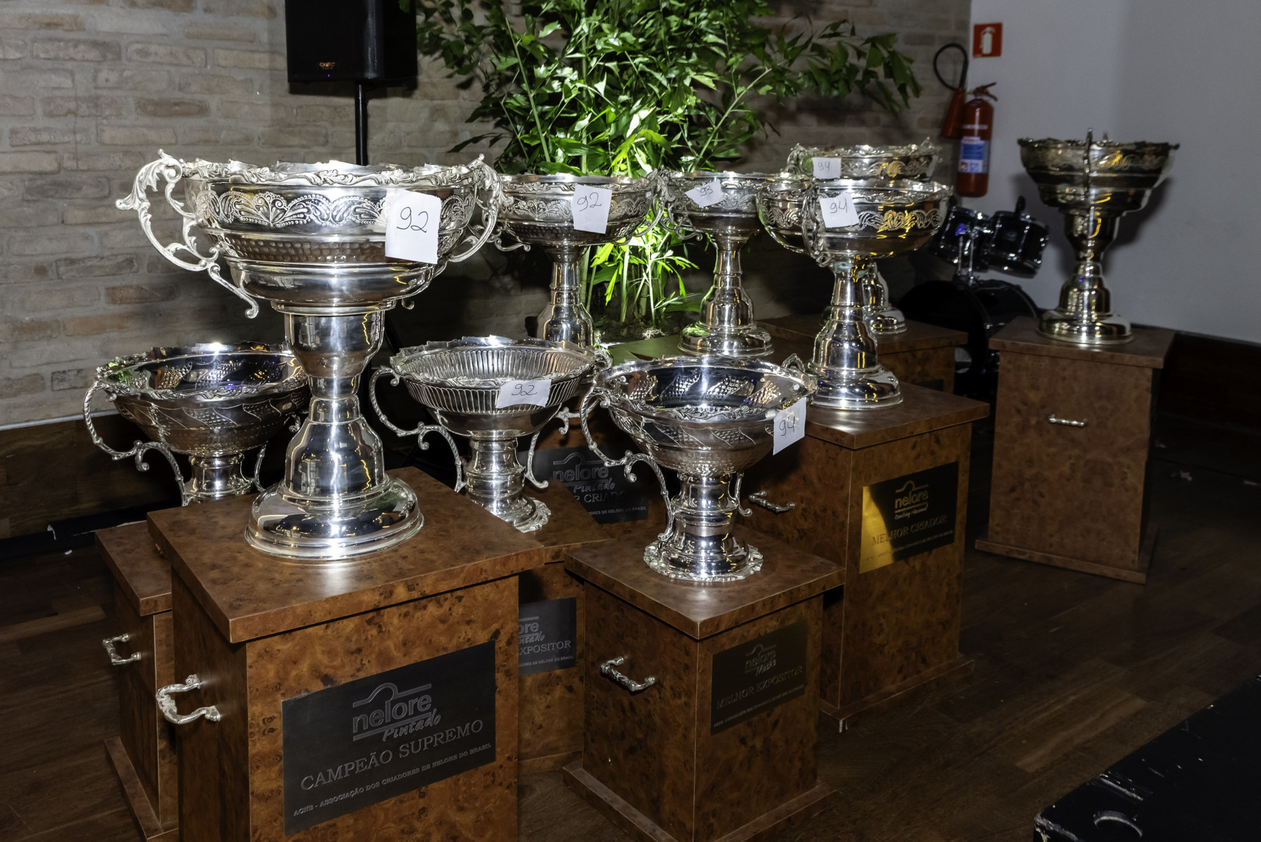 Nelore Fest 2025 reúne os vencedores do Ranking Nacional e do Circuito Nelore de Qualidade, em São Paulo