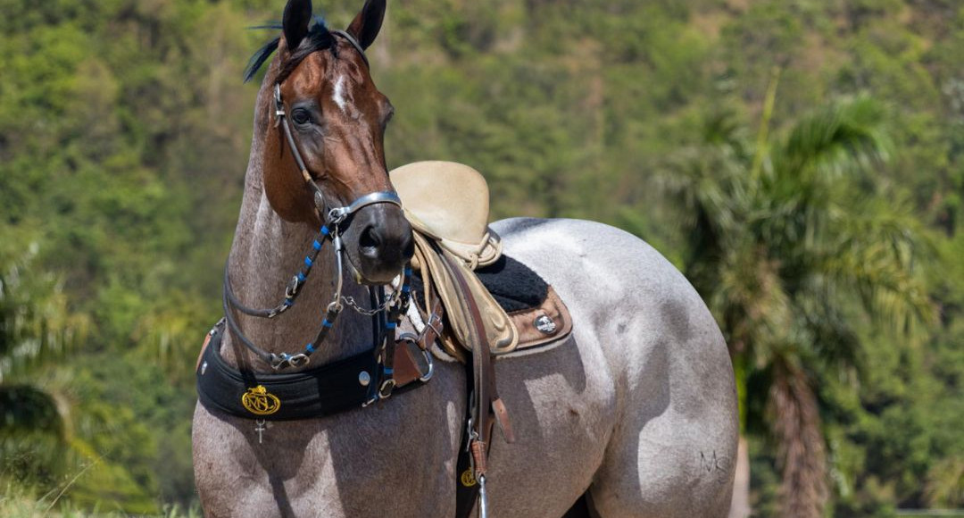 Agro CPMF e Haras MSL