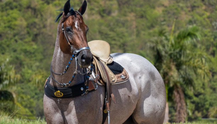 Agro CPMF e Haras MSL