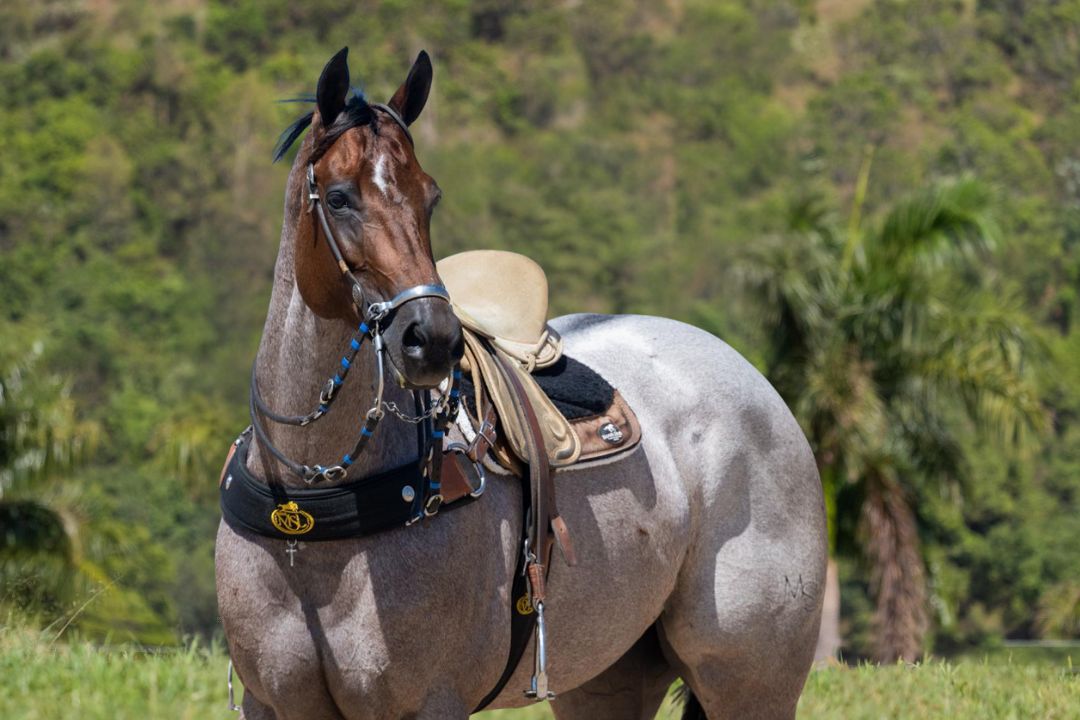 Agro CPMF e Haras MSL