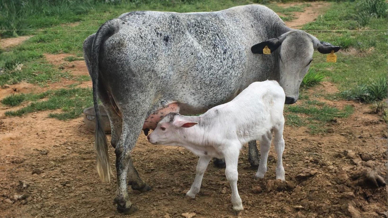 Bezerro meio sangue Canchim com vaca Leiteira Girolando
