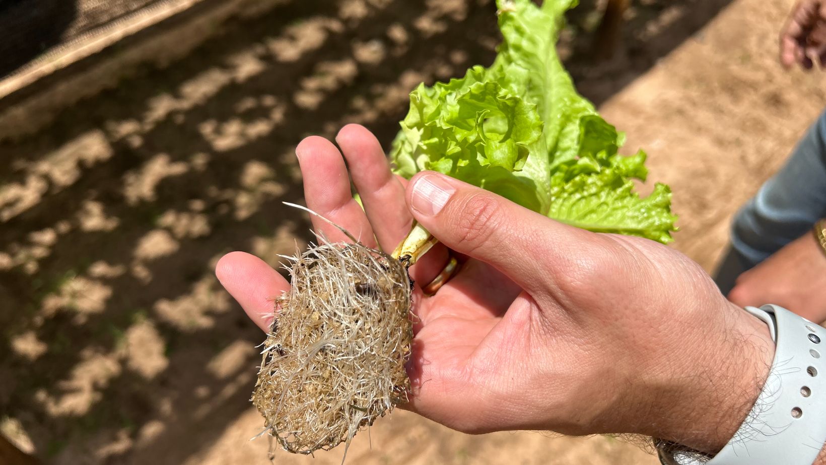 Big Fish Piscicultura - aquaponia com residuos da tilapia producao de alface verduras raizes