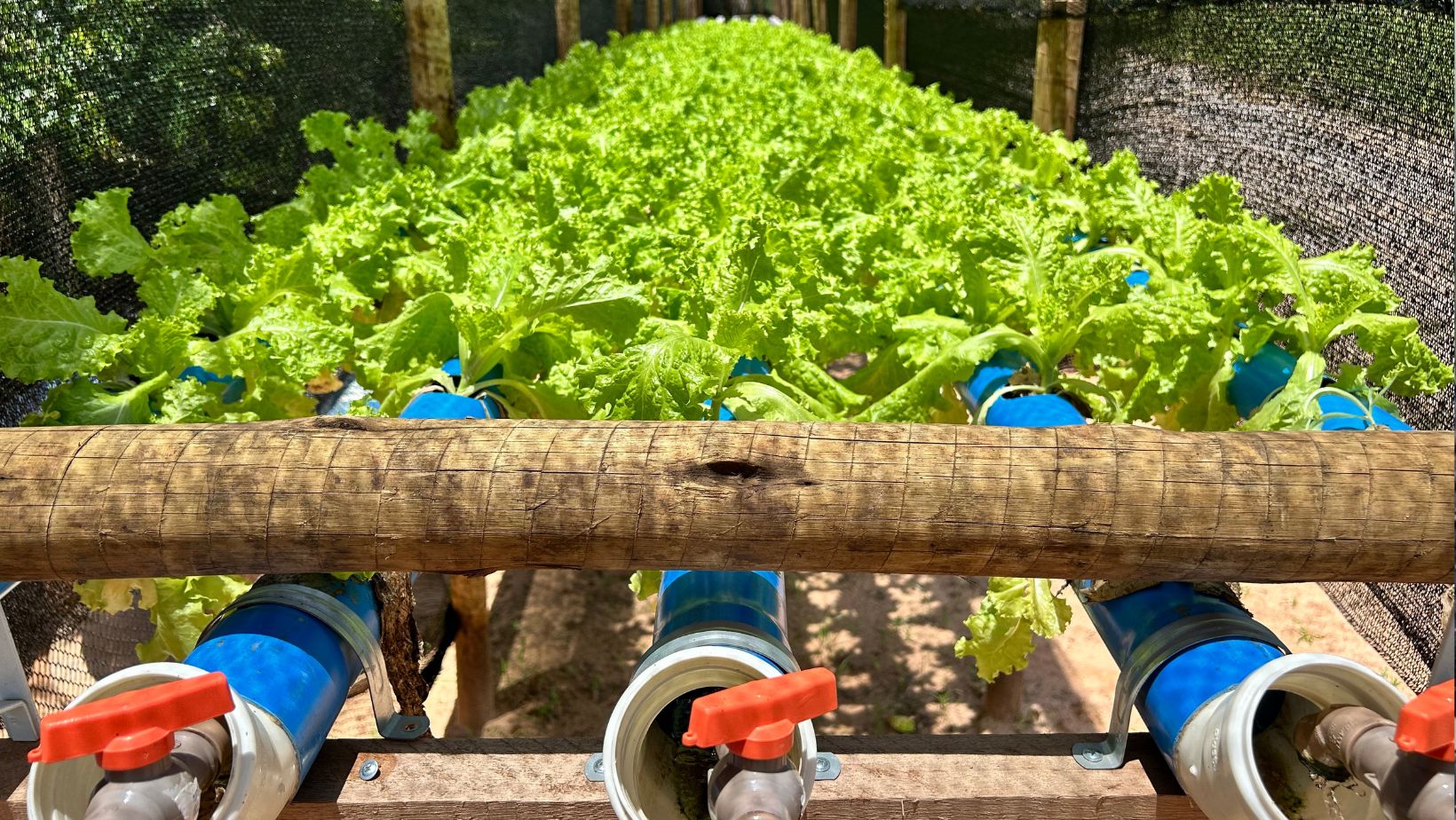 Big Fish Piscicultura - aquaponia com residuos da tilapia producao de alface verduras