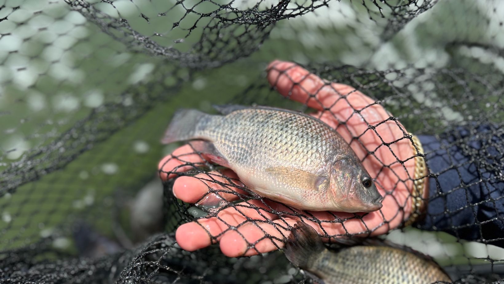 Big Fish Piscicultura - recria e engorda da tilapia