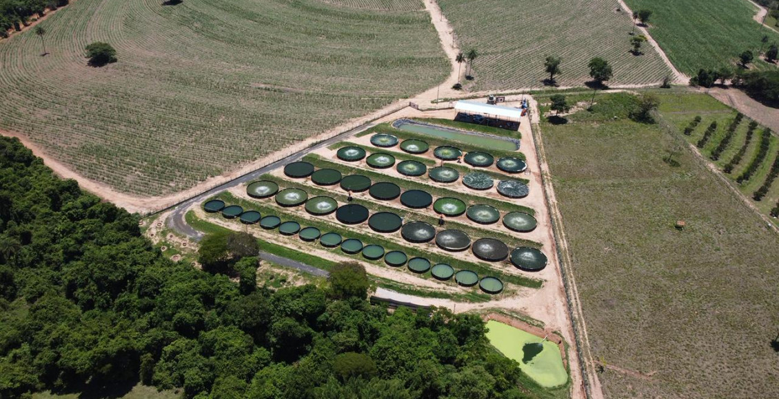 Big Fish Piscicultura - revolucao da tilapia no interior paulista