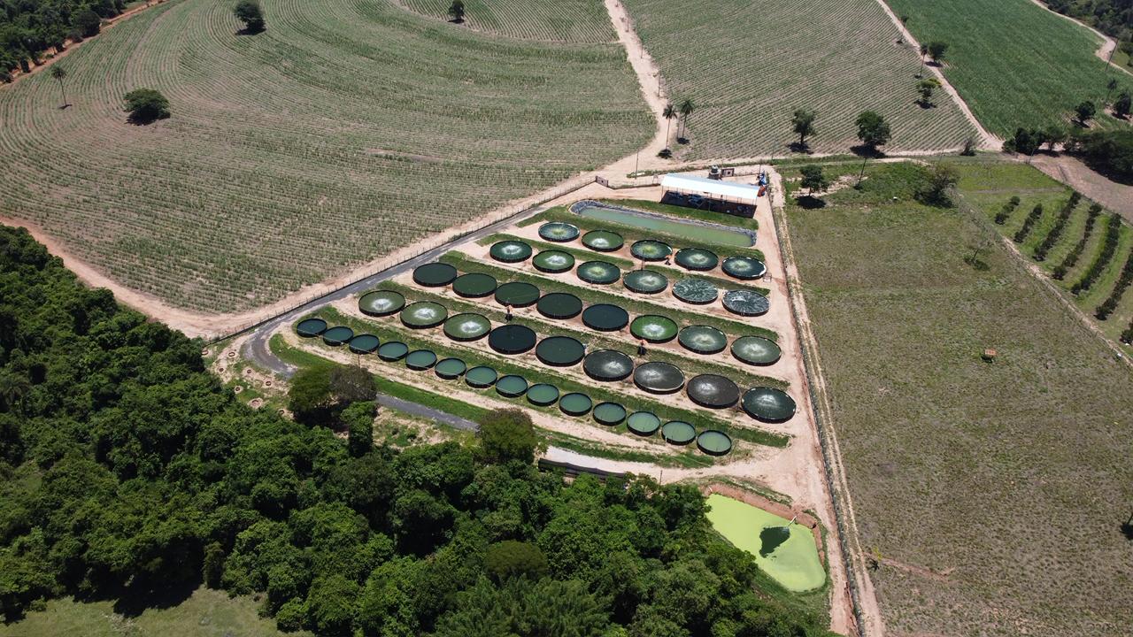 Big Fish Piscicultura - revolucao da tilapia no interior paulista