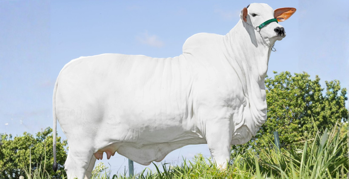 COURCHEVEL FIV DA CBA-CABN - filha da Viatina