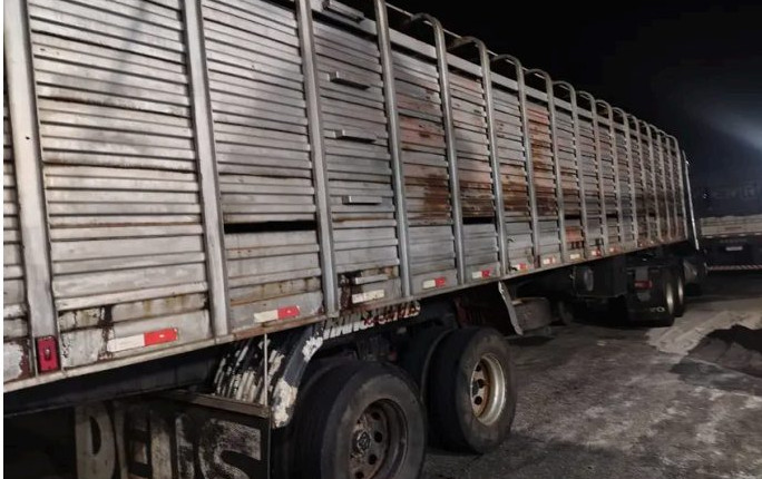 Operação fiscal apreende 50 cabeças de gado; valor supera R$ 160 mil