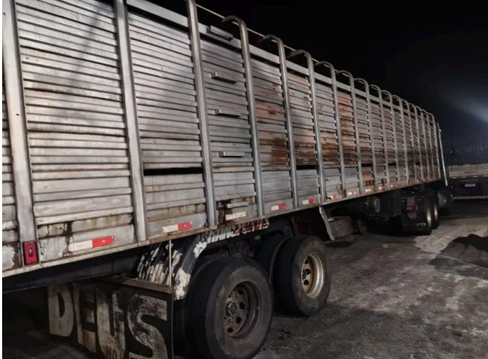 Operação fiscal apreende 50 cabeças de gado; valor supera R$ 160 mil