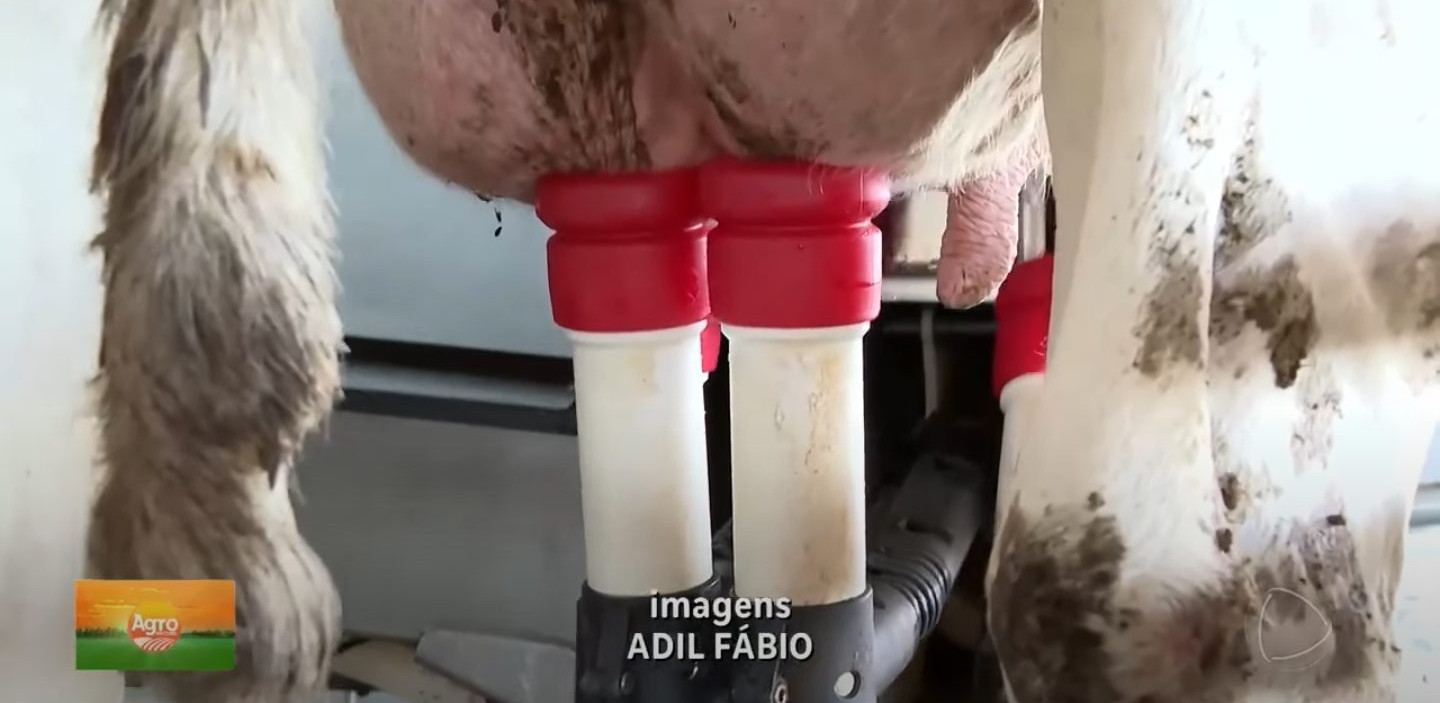 Ordenha milionária: Produtor de GO investe R$ 2,4 mi em ordenhas robóticas
