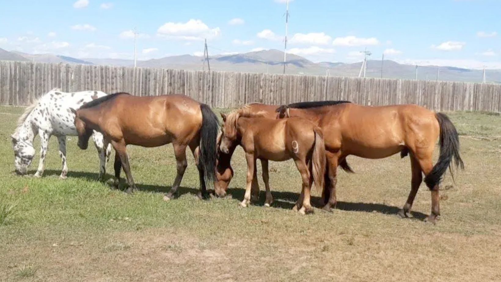 Cavalos na Mongolia