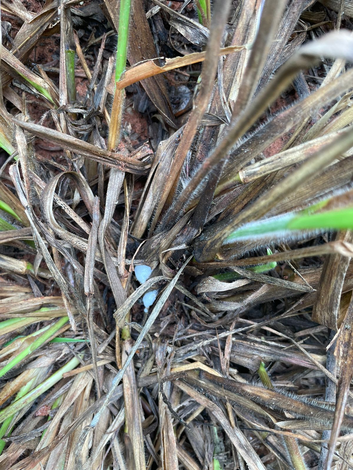 Danos causados pela Cigarrinha na pastagem