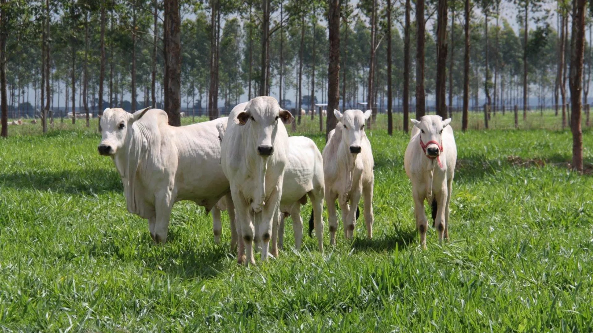 Investir em “terra que não presta” é o segredo do titã do Agro que mira R$ 4,2 bilhões em ganhos