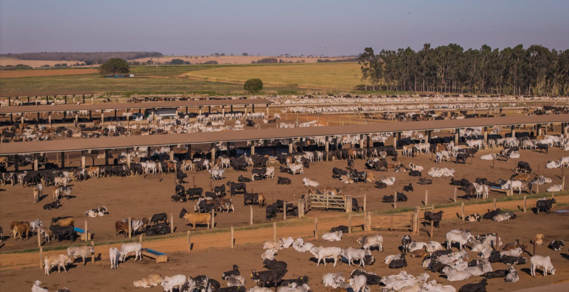 Confinamento é a chave para vencer o "Jogo da Reposição" em 2026