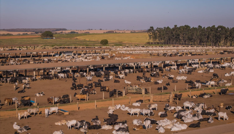 Confinamento é a chave para vencer o "Jogo da Reposição" em 2026