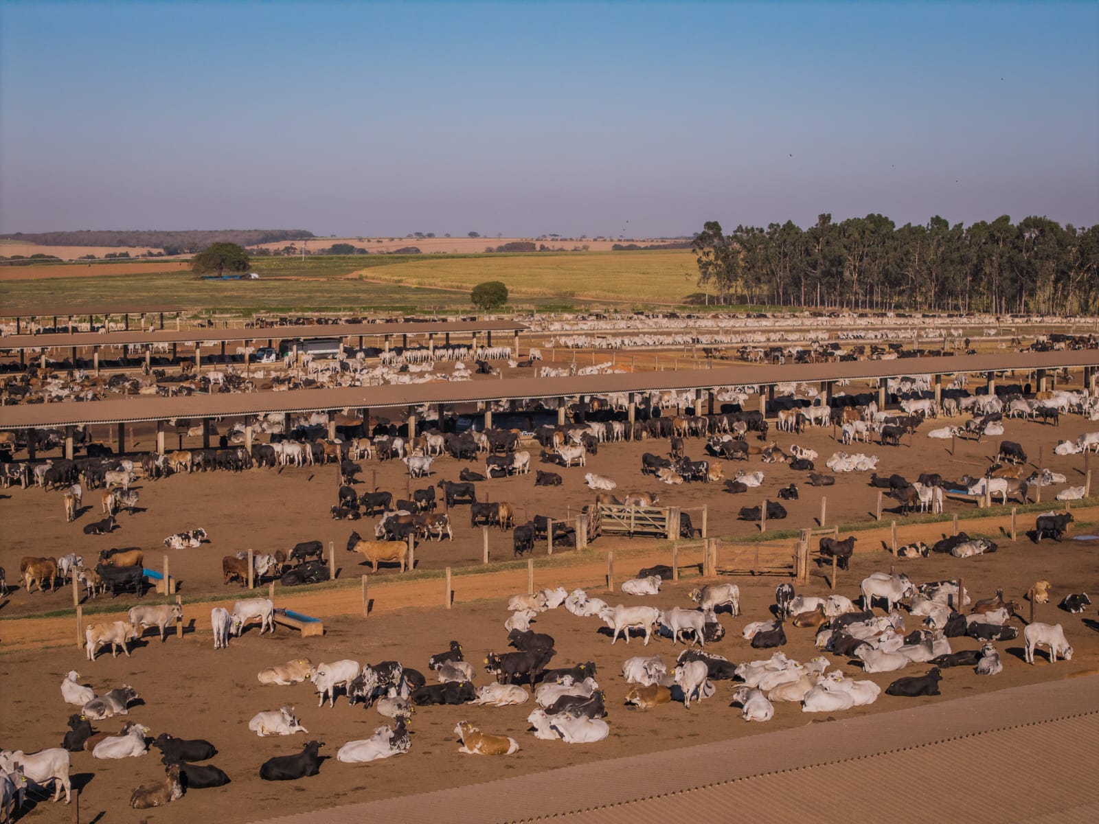 Confinamento é a chave para vencer o "Jogo da Reposição" em 2026