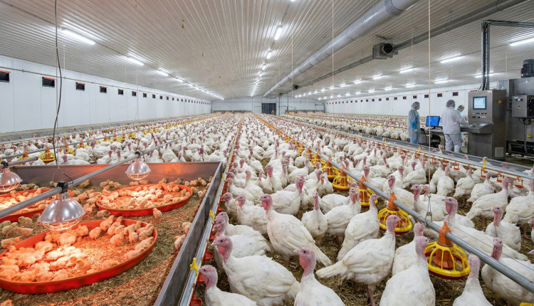 Descubra os bastidores e saiba como funciona a operação de uma fazenda de perus de Natal