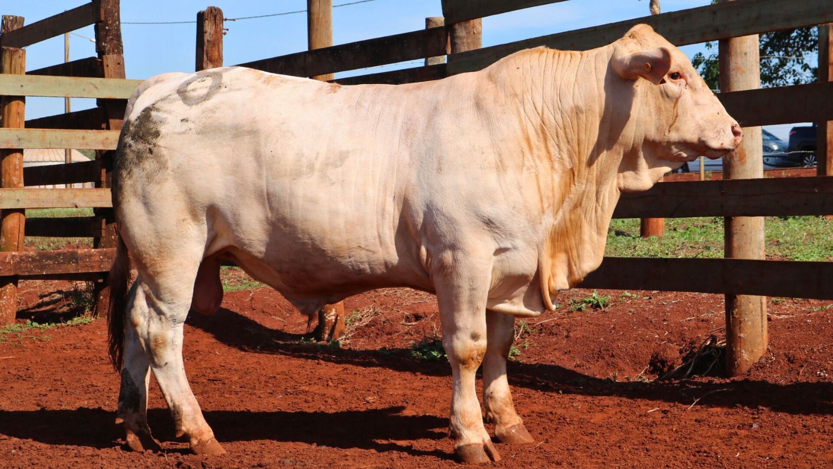 Grande Campeão - 14425 - ILMA Agropecuária