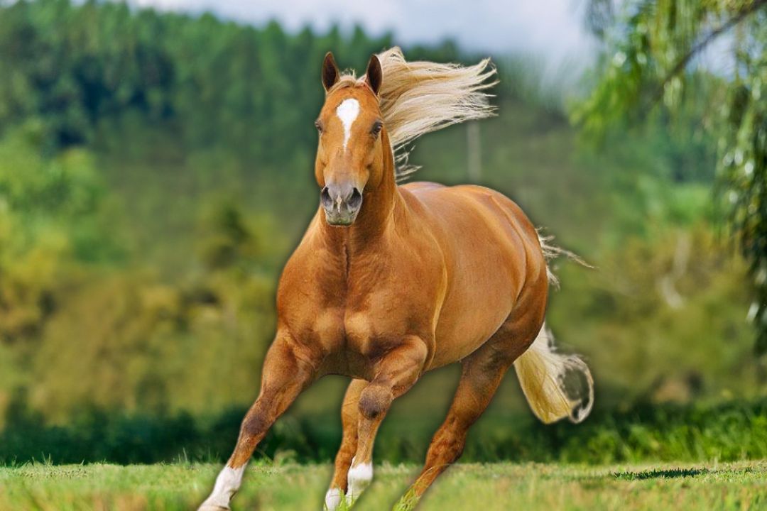 Haras Conexão aposta alto e assume o legado de Beaver Eternaly em negócio histórico na Vaquejada