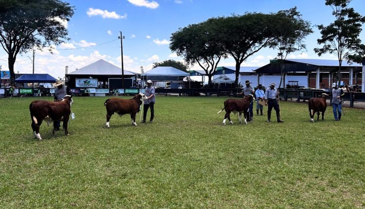 ExpoVizinhos reforça avanço da genética Hereford e Braford no Paraná