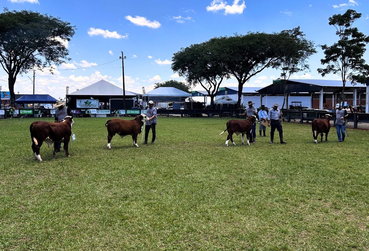 ExpoVizinhos reforça avanço da genética Hereford e Braford no Paraná