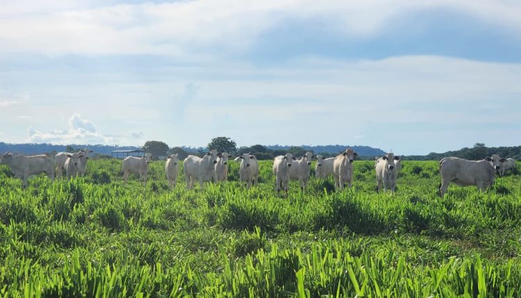 Imac leva campanha tira-dúvidas sobre regeneração de áreas degradadas à região Leste de MT