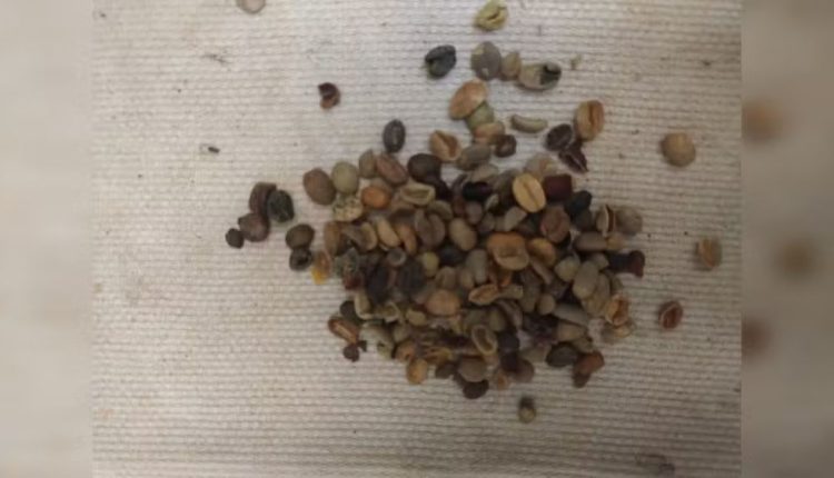 Mais de 4 toneladas de cascas de café são apreendidas em torrefação; veja onde