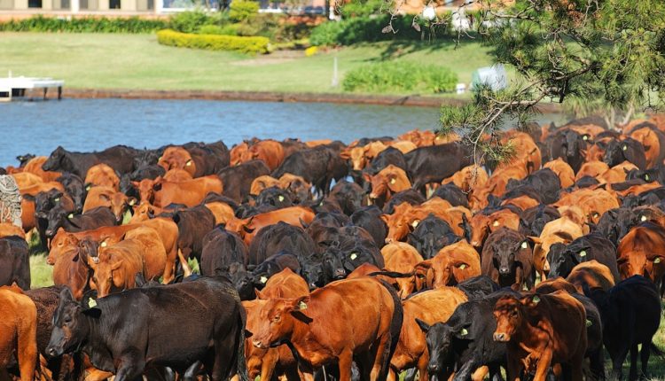 Consolidação institucional e expansão do quadro de associados marcam o ano da Febrac