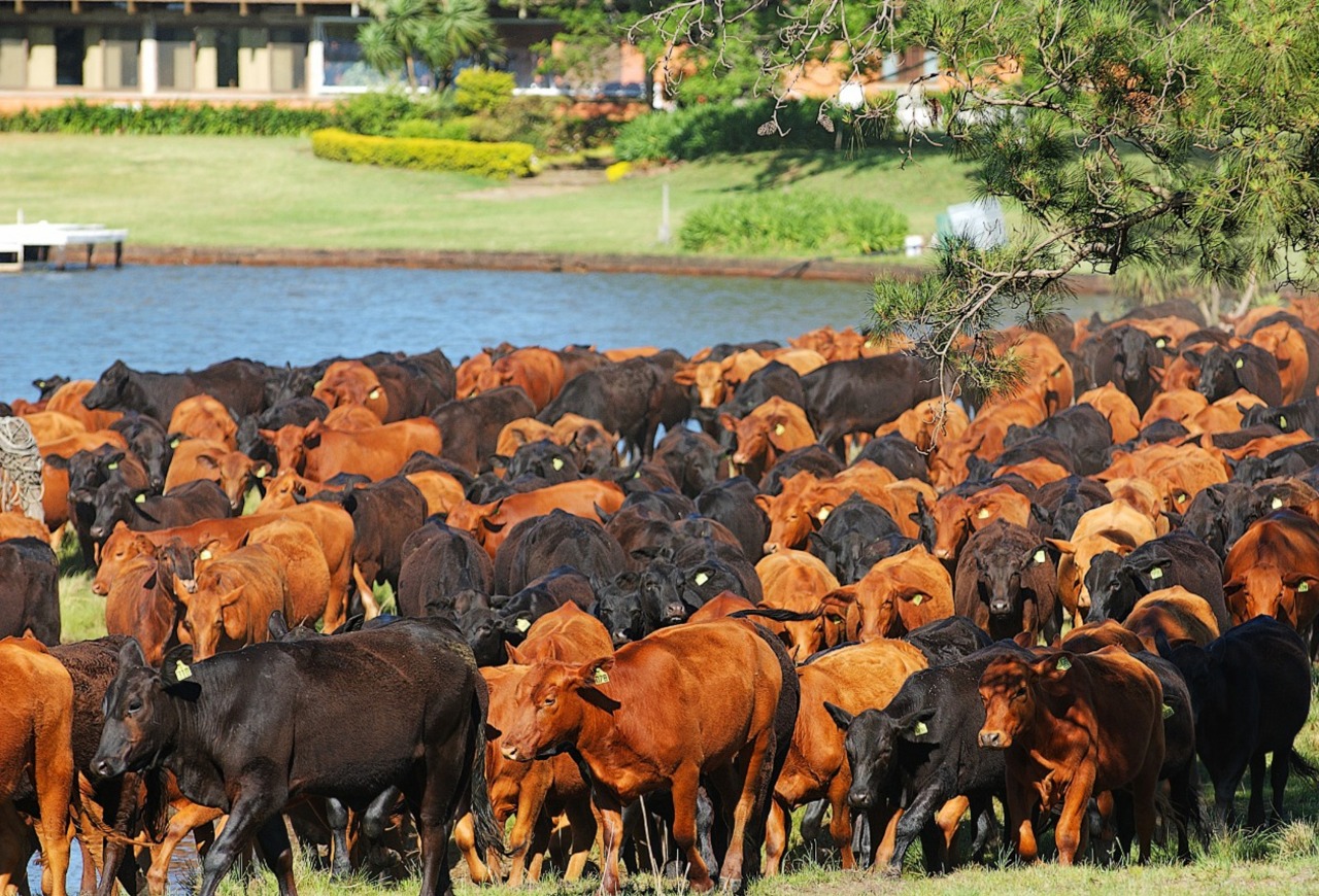 Consolidação institucional e expansão do quadro de associados marcam o ano da Febrac