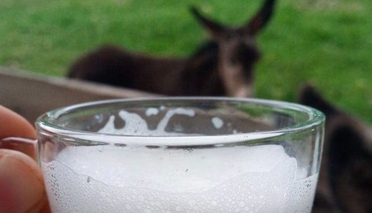 Leite de jumenta pode impulsionar crescimento da pecuária brasileira