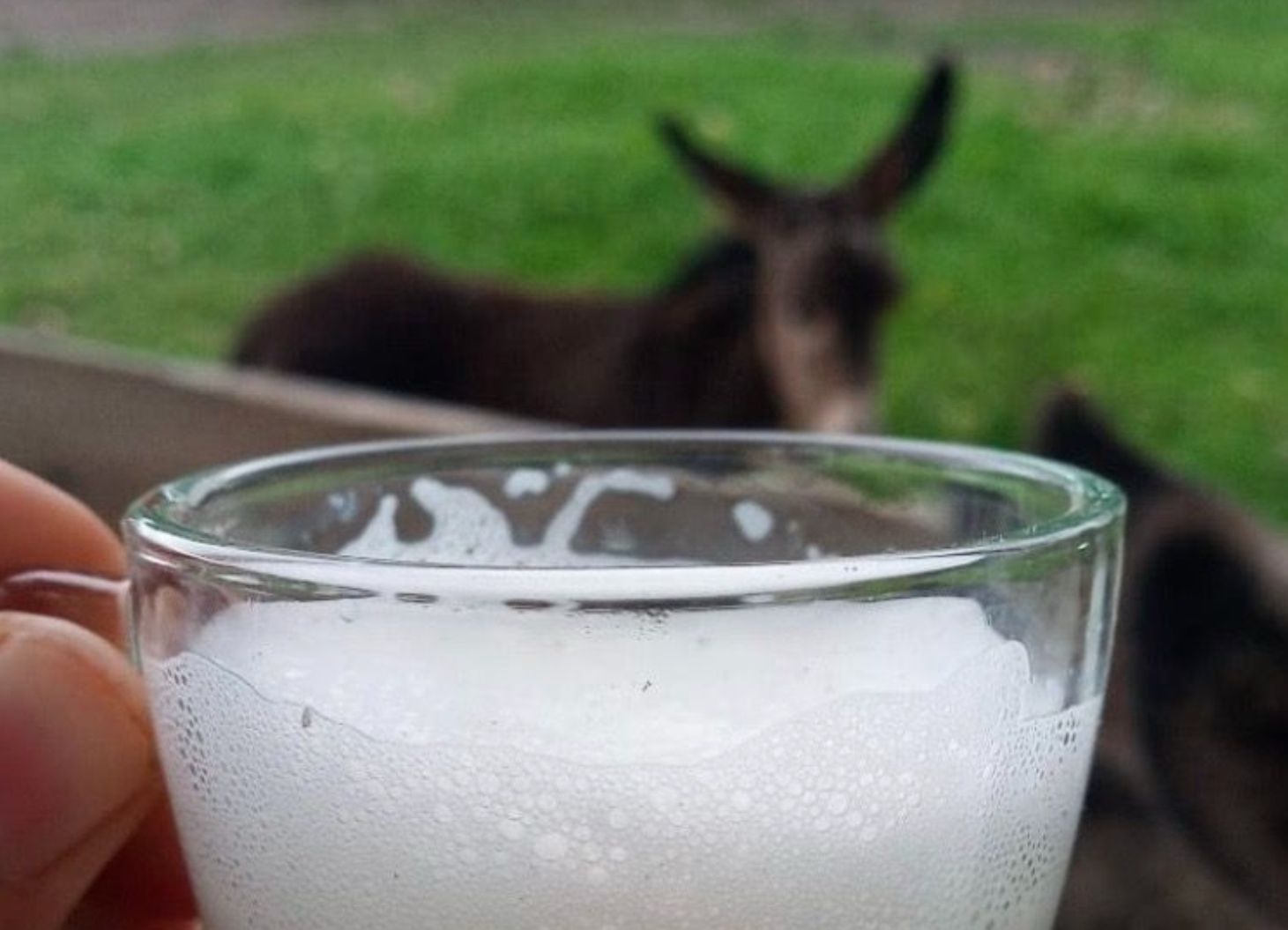 Leite de jumenta pode impulsionar crescimento da pecuária brasileira